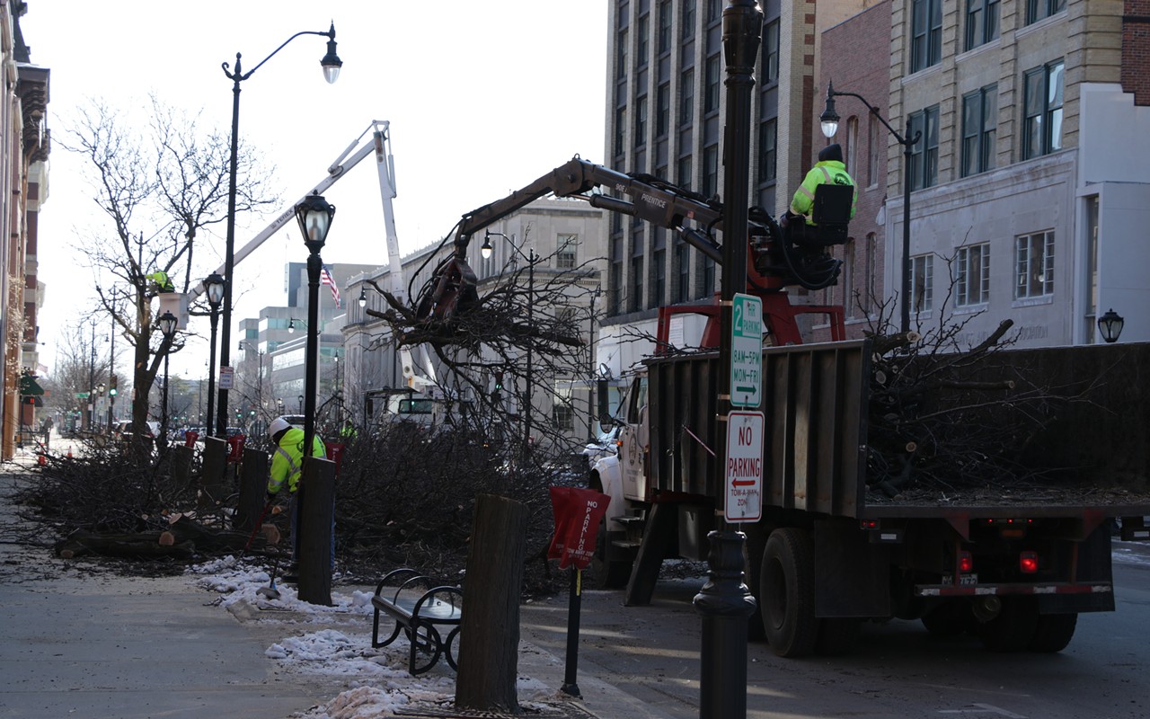 City removes trees on Monroe by Lincoln Square Apartments due to worms