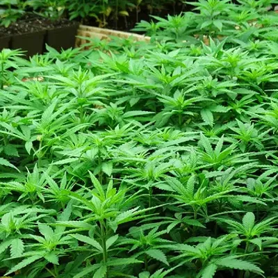 Image: Hemp growers push back against proposed new regulations