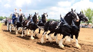 Express brings Clydesdales to State Fair