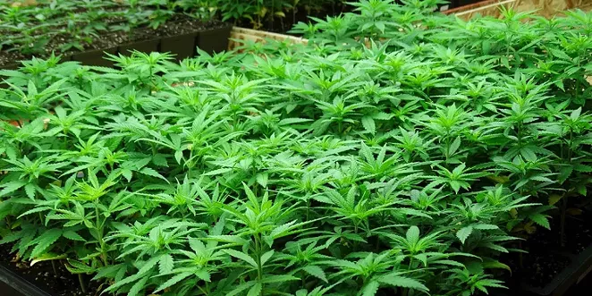Hemp growers push back against proposed new regulations